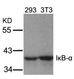 Western blot analysis of lysed extracts from 293 and 3T3 cells using I&#954;B-&#945; (Ab-32/36).