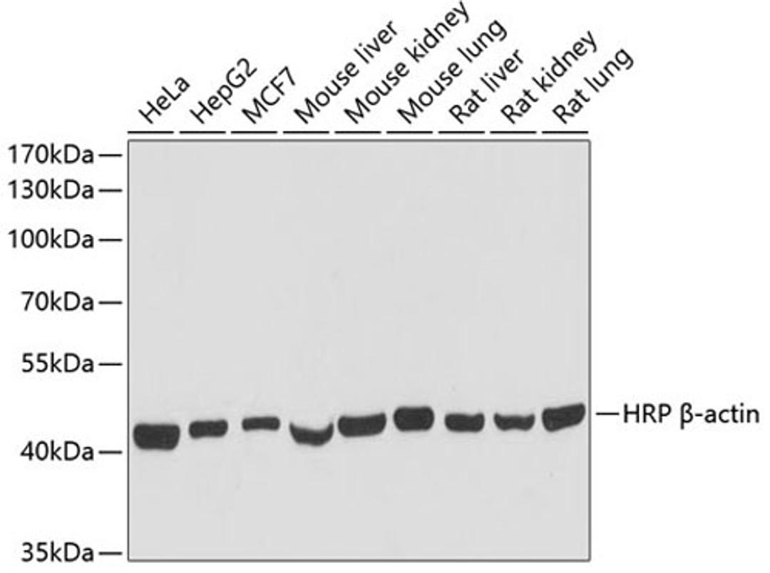 Western blot - HRP-Conjugated ß-actin antibody (AC028)