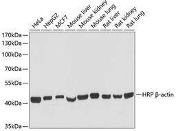 Western blot - HRP-Conjugated ß-actin antibody (AC028)