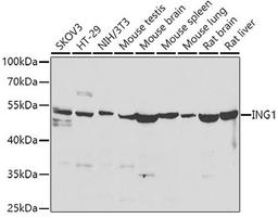 Western blot - ING1 antibody (A7904)