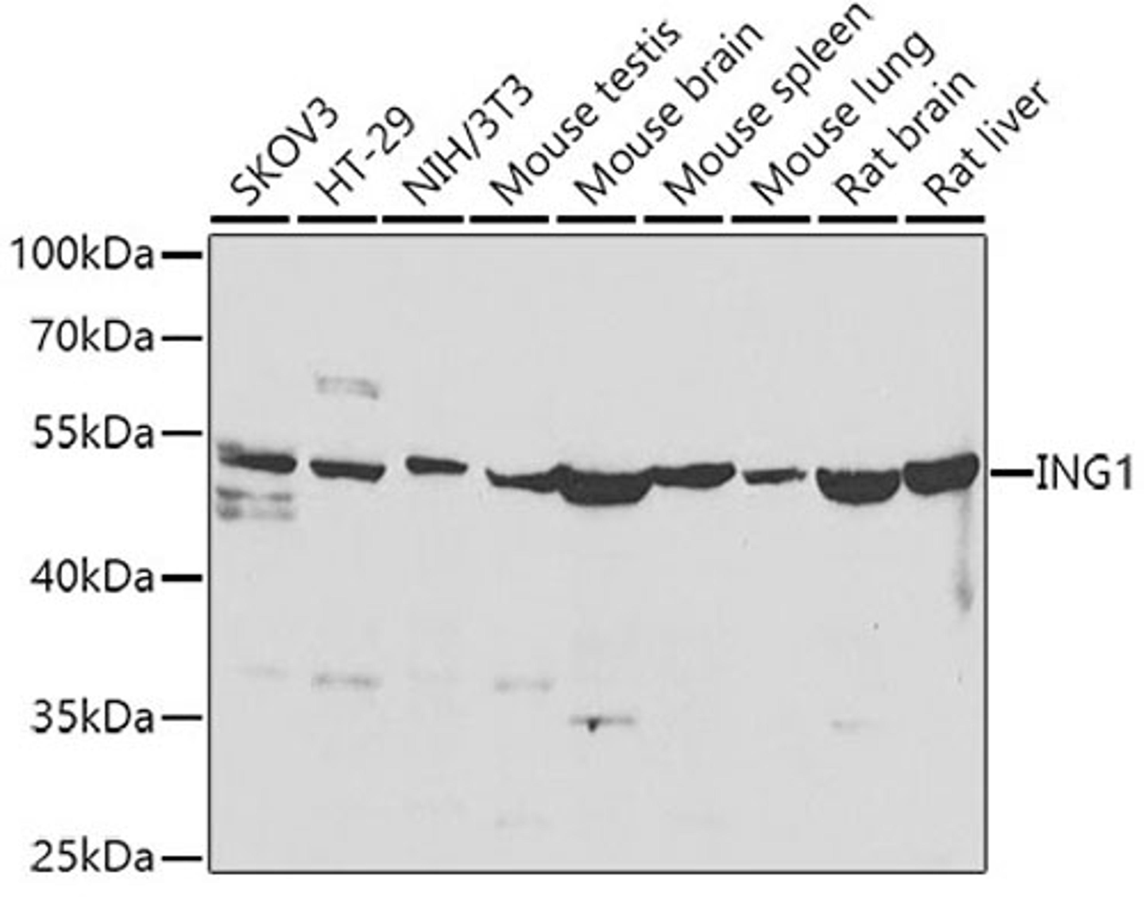 Western blot - ING1 antibody (A7904)