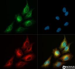 Immunocytochemistry/Immunofluorescence: DRP1 Antibody [NB110-55237] - DRP1 antibody (1:50)  was tested in HeLa cells with Dylight 488 (green). Nuclei and alpha-tubulin were counterstained with DAPI (blue) and Dylight 550 (red). Image objective 40x.