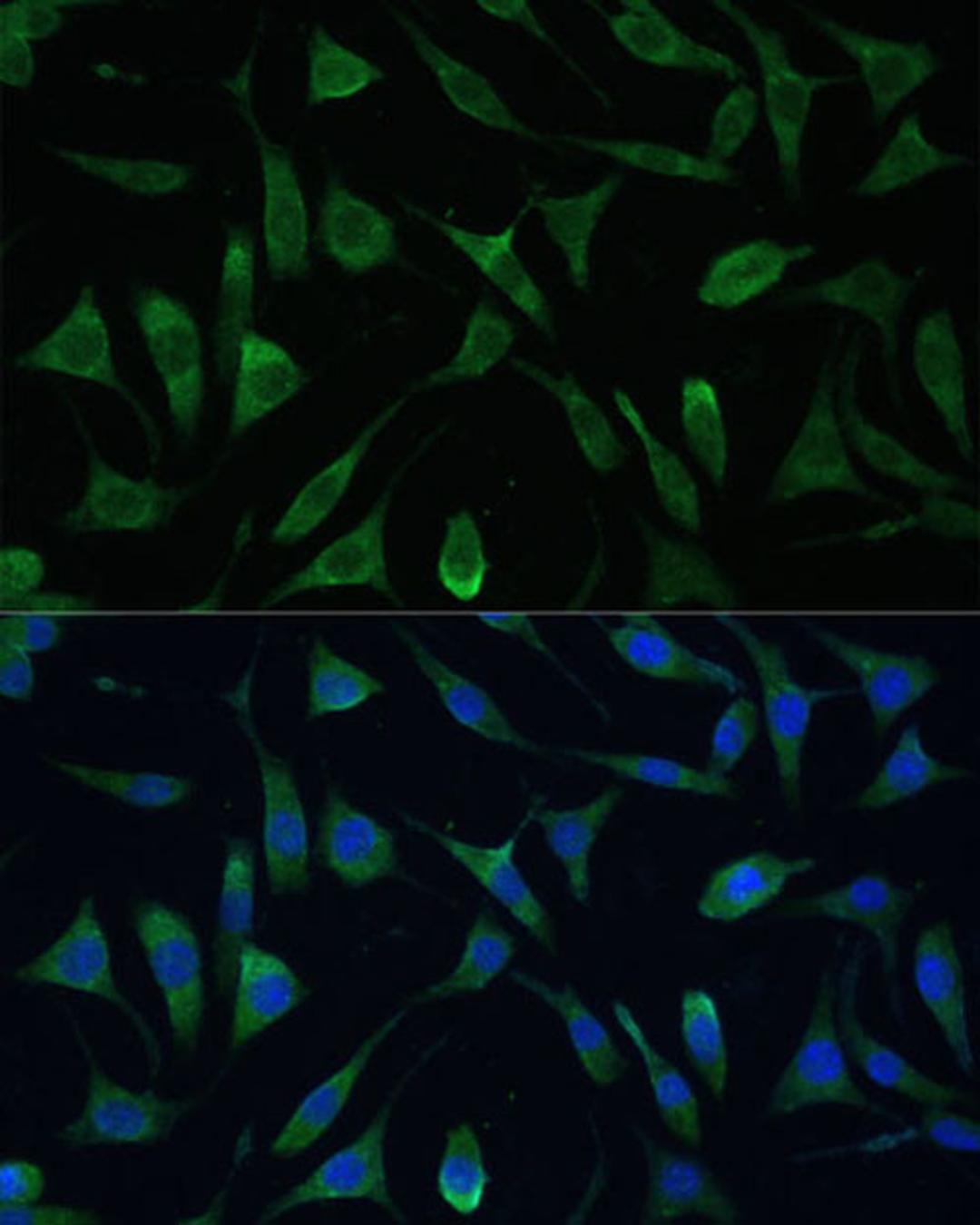 Immunofluorescence - LSM14A antibody (A16682)