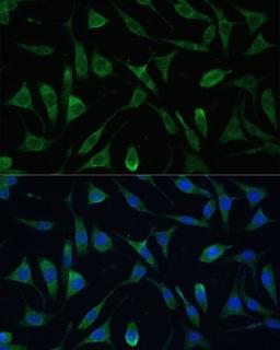 Immunofluorescence - LSM14A antibody (A16682)