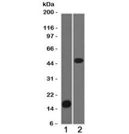 Western blot testing of 1) partial recombinant protein and 2) Jurkat cell lysate using Adipophilin antibody (clone ADPN1-1).