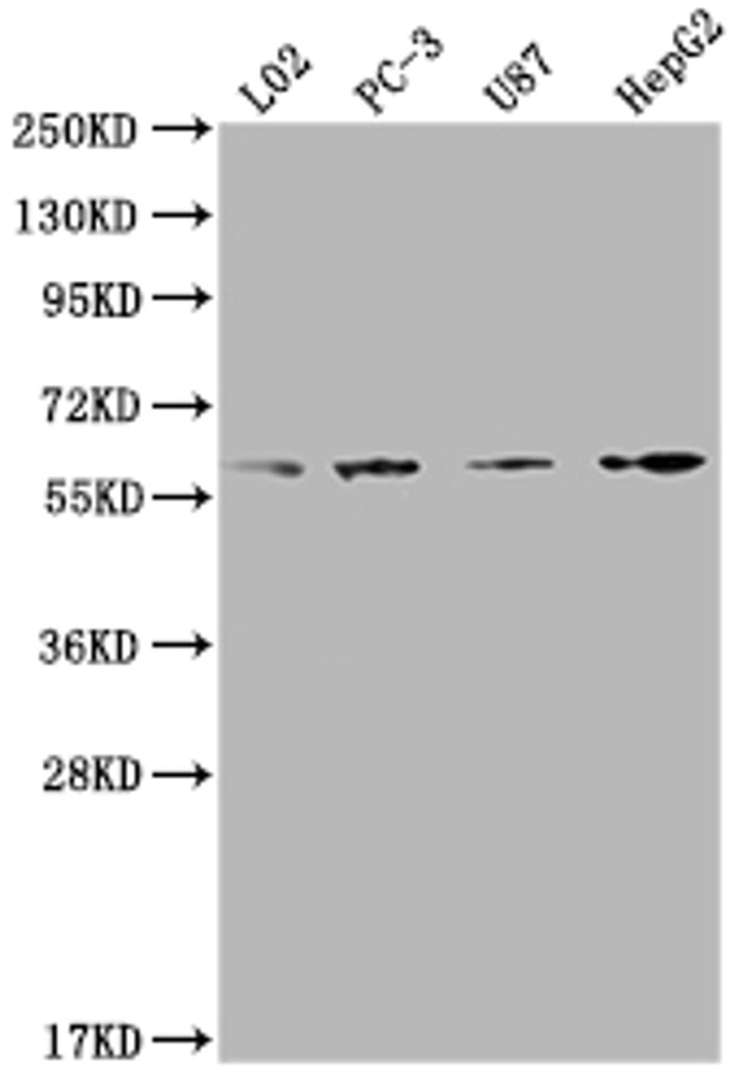 Western Blot. Positive WB detected in: L02 whole cell lysate, PC-3 whole cell lysate, U87 whole cell lysate, HepG2 whole cell lysate. All lanes: ICAM3 antibody at 1:2000. Secondary. Goat polyclonal to rabbit IgG at 1/50000 dilution. Predicted band size: 60 kDa. Observed band size: 60 kDa. 