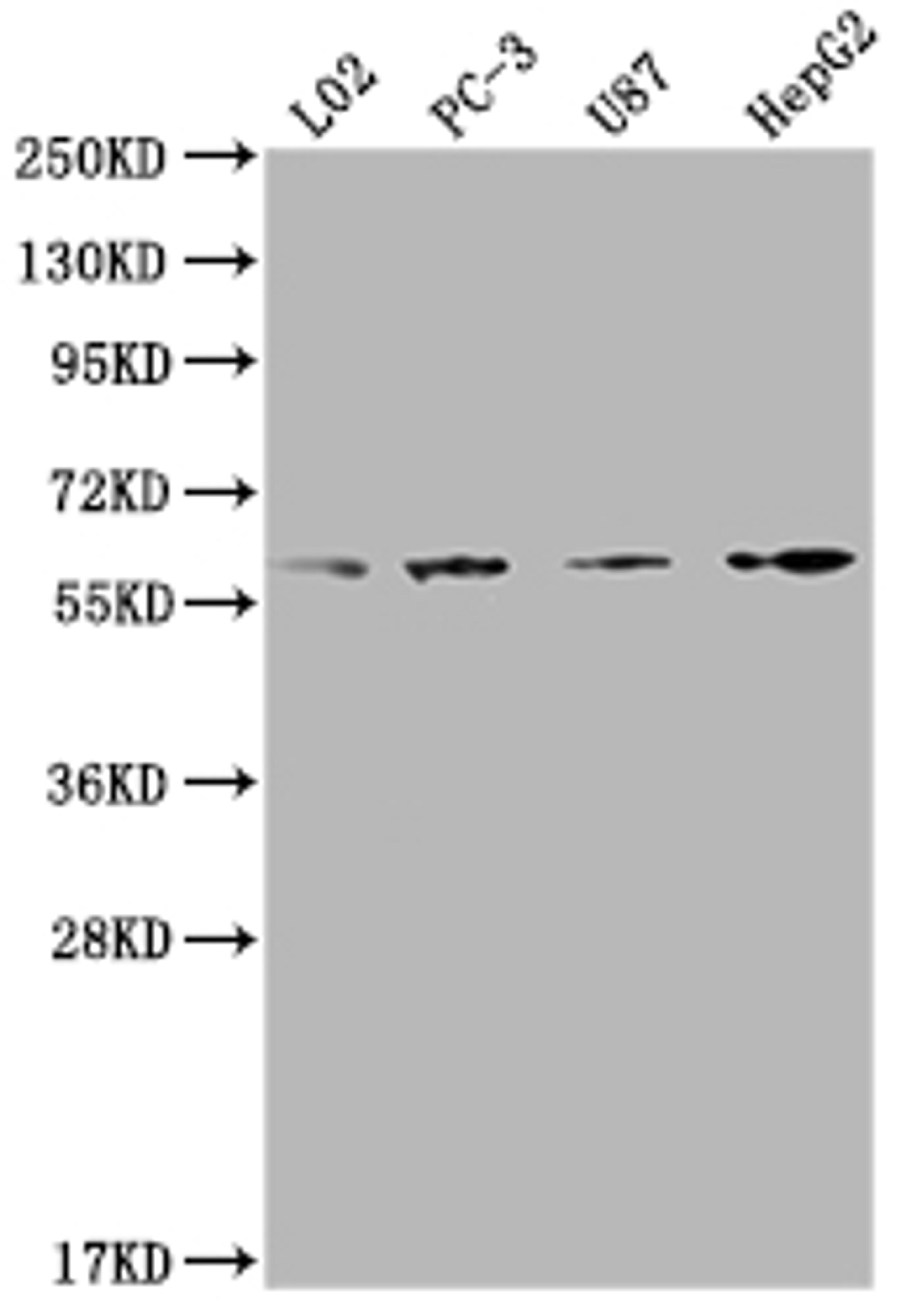 Western Blot. Positive WB detected in: L02 whole cell lysate, PC-3 whole cell lysate, U87 whole cell lysate, HepG2 whole cell lysate. All lanes: ICAM3 antibody at 1:2000. Secondary. Goat polyclonal to rabbit IgG at 1/50000 dilution. Predicted band size: 60 kDa. Observed band size: 60 kDa. 