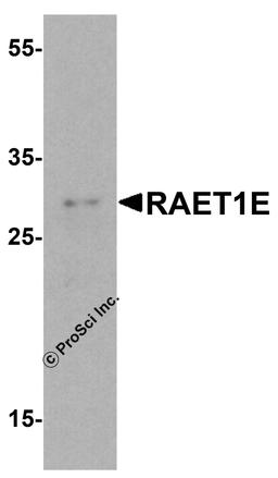 Western blot analysis of RAET1E in EL4 cell lysate with RAET1E antibody at 1 μg/ml.