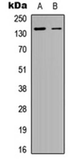 Western blot analysis of HEK293T (Lane 1), PC12 (Lane 2) whole cell lysates using MAP126 antibody