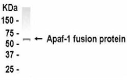 Western blot analysis of APAF1 with an E coli-derived fusion protein as test antigen, using XW-7034 diluted 1:2,000.