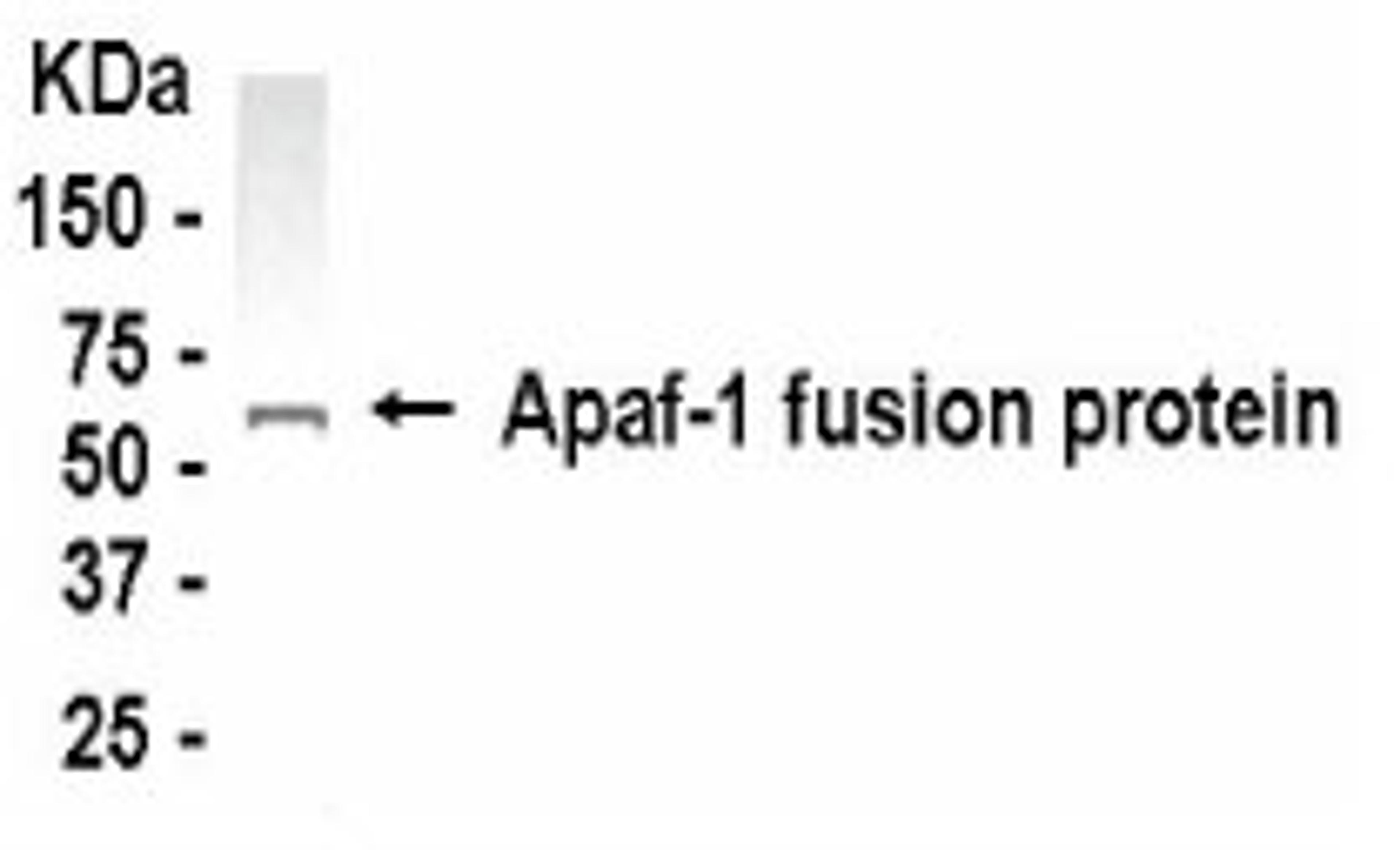 Western blot analysis of APAF1 with an E coli-derived fusion protein as test antigen, using XW-7034 diluted 1:2,000.