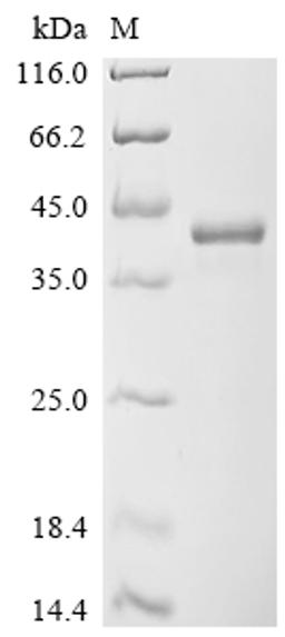 (Tris-Glycine gel) Discontinuous SDS-PAGE (reduced) with 5% enrichment gel and 15% separation gel.