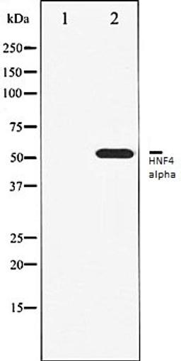 Western blot analysis of HT29 whole cell lysates using HNF4 alpha antibody, The lane on the left is treated with the antigen-specific peptide.