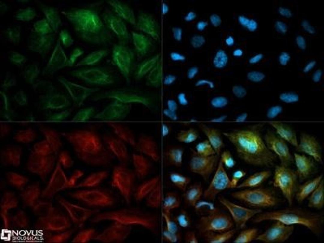 Immunocytochemistry/Immunofluorescence: NQO-1 Antibody (A180) [NB200-209] - NQO1 antibody was tested in U2OS cells with Dylight 488 (green). Nuclei and beta-tubulin were counterstained with DAPI (blue) and Dylight 550 (red).