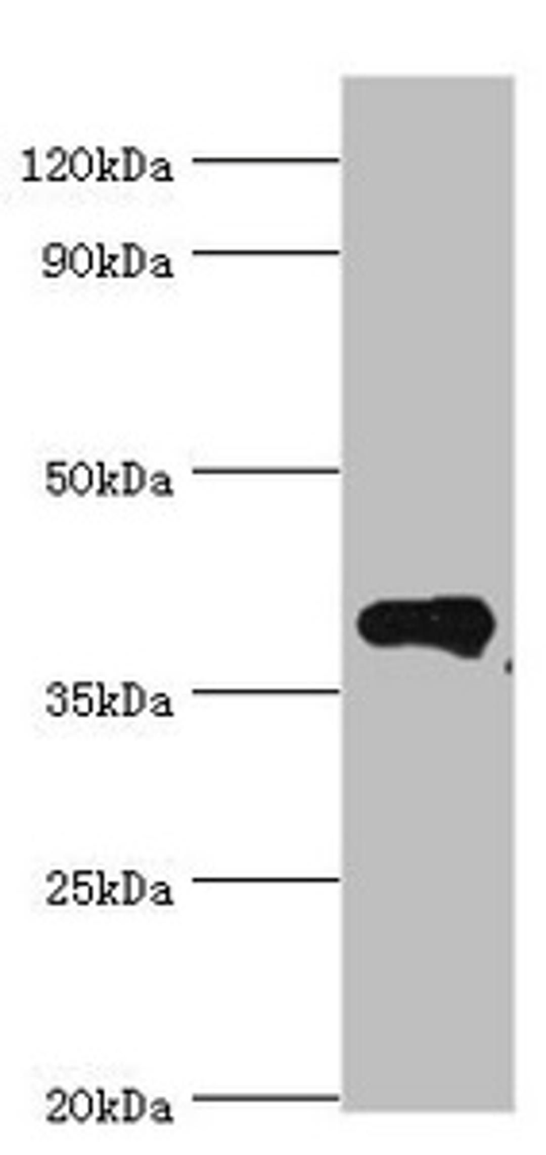 Western blot. All lanes: Phytanoyl-CoA dioxygenase, peroxisomal antibody at 4ug/ml + Mouse liver tissue. Secondary. Goat polyclonal to rabbit IgG at 1/10000 dilution. Predicted band size: 39, 28 kDa. Observed band size: 39 kDa.