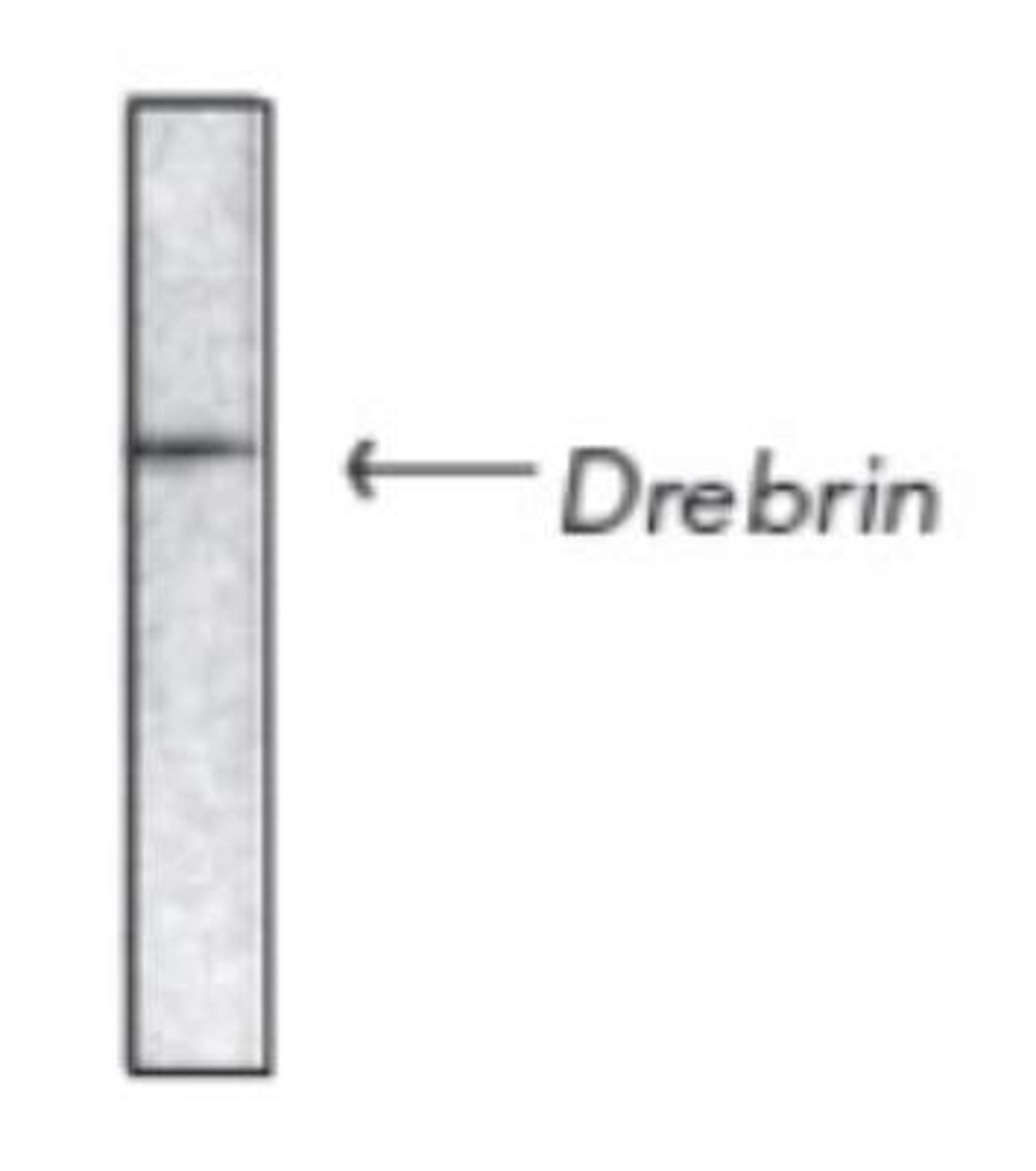 Western Blot: Drebrin 1 Antibody (M2F6) [NB100-1951] - Analysis of mouse brain tissue extract probed with NB100-1951