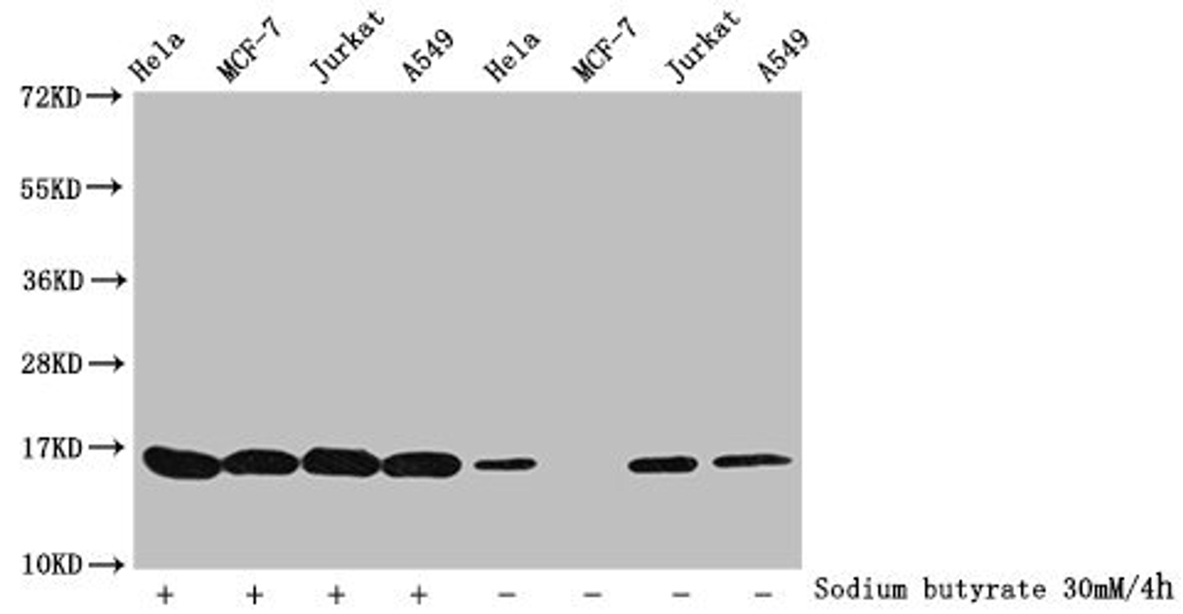 Western Blot. Detected samples: Hela whole cell lysate, MCF-7 whole cell lysate, Jurkat whole cell lysate, A549 whole cell lysate; Untreated (-) or treated (+) with 30mM sodium butyrate for 4h. All lanes: HIST1H3A antibody at 1:100. Secondary. Goat polyclonal to rabbit IgG at 1/40000 dilution. Predicted band size: 16 kDa. Observed band size: 16 kDa