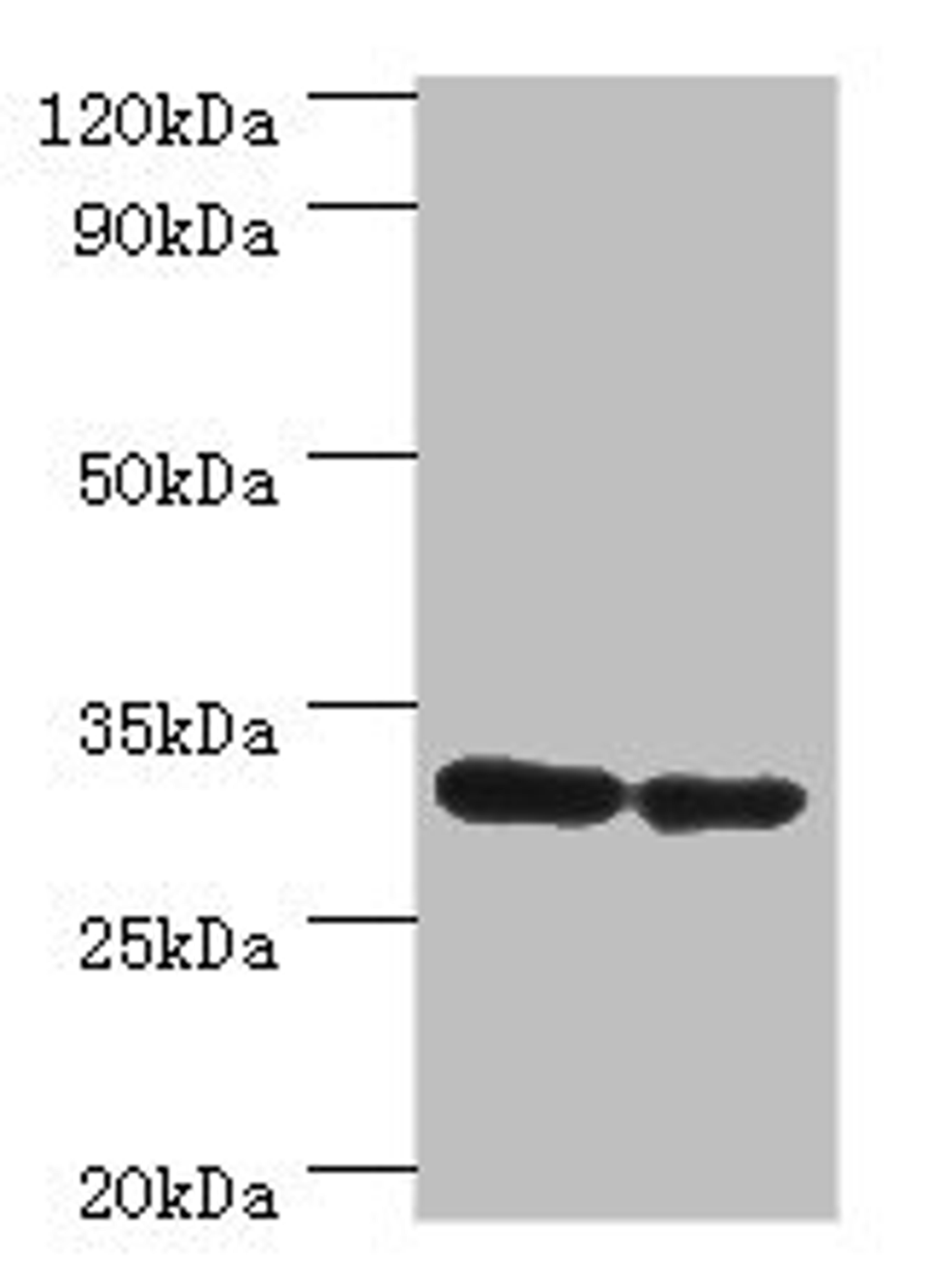Western blot. All lanes: PNP antibody at 6ug/ml. Lane 1: Jurkat whole cell lysate. Lane 2: k562 whole cell lysate. Secondary. Goat polyclonal to rabbit IgG at 1/10000 dilution. Predicted band size: 32 kDa. Observed band size: 32 kDa. 