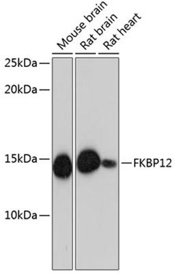 Western blot - FKBP12 Rabbit mAb (A11641)