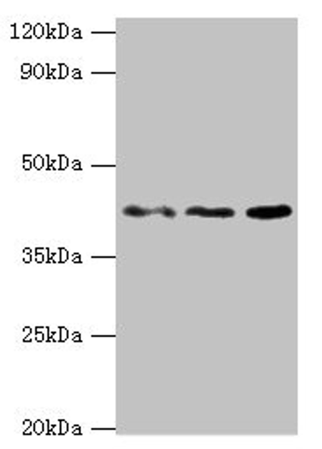 Western blot. All lanes: MICA antibody at 8ug/ml. Lane 1: MCF-7 whole cell lysate. Lane 2: A431 whole cell lysate. Lane 3: Mouse Stomach tissue. Secondary. Goat polyclonal to rabbit IgG at 1/10000 dilution. Predicted band size: 43, 32 kDa. Observed band size: 43 kDa. 