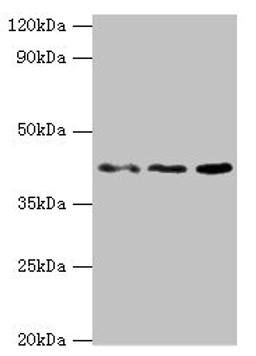 Western blot. All lanes: MICA antibody at 8ug/ml. Lane 1: MCF-7 whole cell lysate. Lane 2: A431 whole cell lysate. Lane 3: Mouse Stomach tissue. Secondary. Goat polyclonal to rabbit IgG at 1/10000 dilution. Predicted band size: 43, 32 kDa. Observed band size: 43 kDa. 
