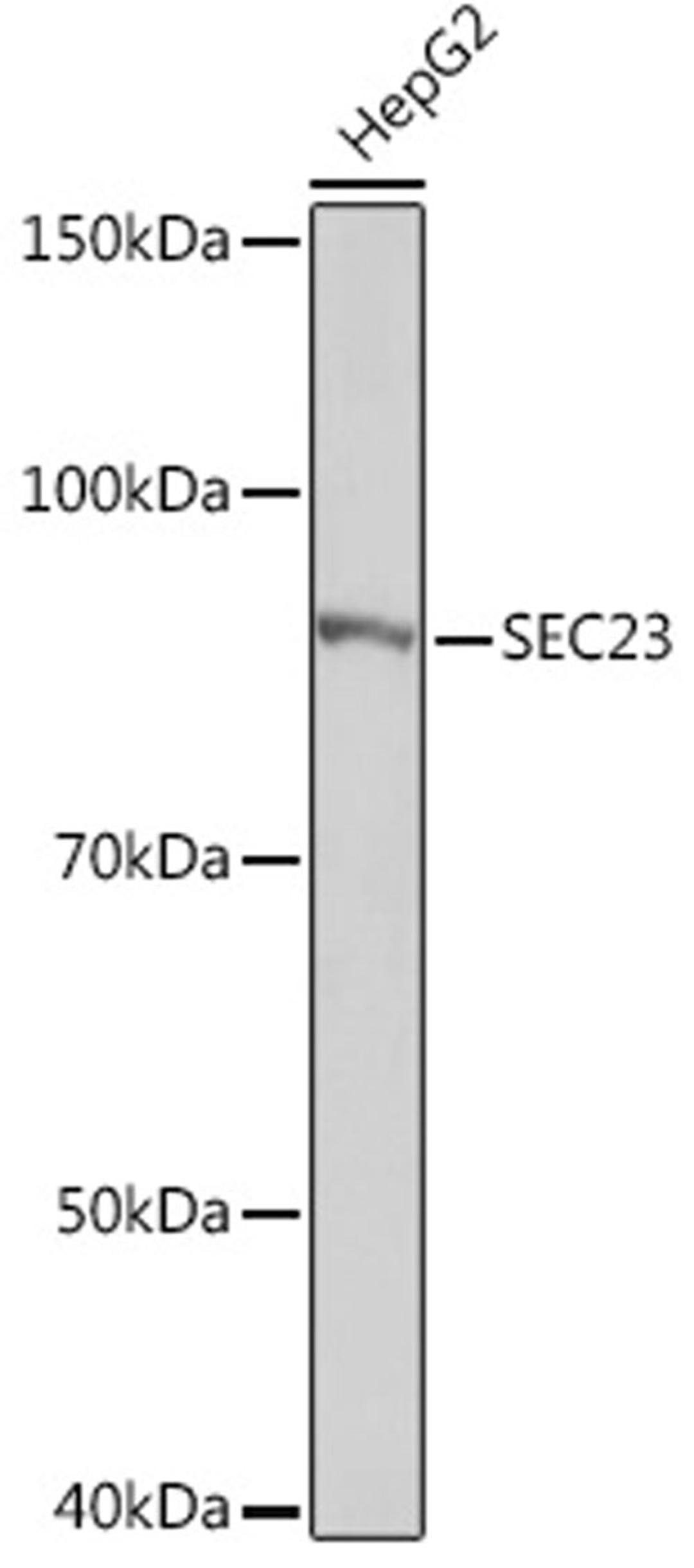 Western blot - SEC23 Rabbit mAb (A8613)