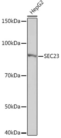 Western blot - SEC23 Rabbit mAb (A8613)