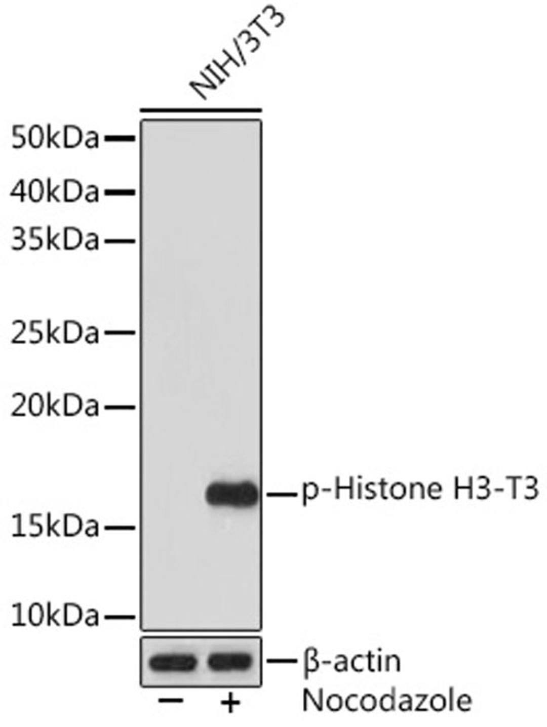 Western blot - Phospho-Histone H3-T3 Rabbit mAb (AP1152)