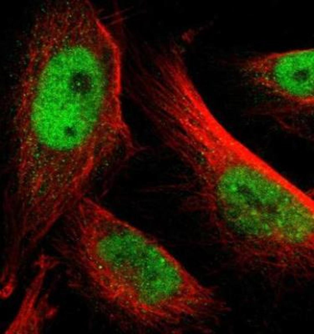 Immunocytochemistry/Immunofluorescence: GATA-2 Antibody [NBP1-82581] - Staining of human cell line U-251 MG shows positivity in nucleus but excluded from the nucleoli. Antibody staining is shown in green.