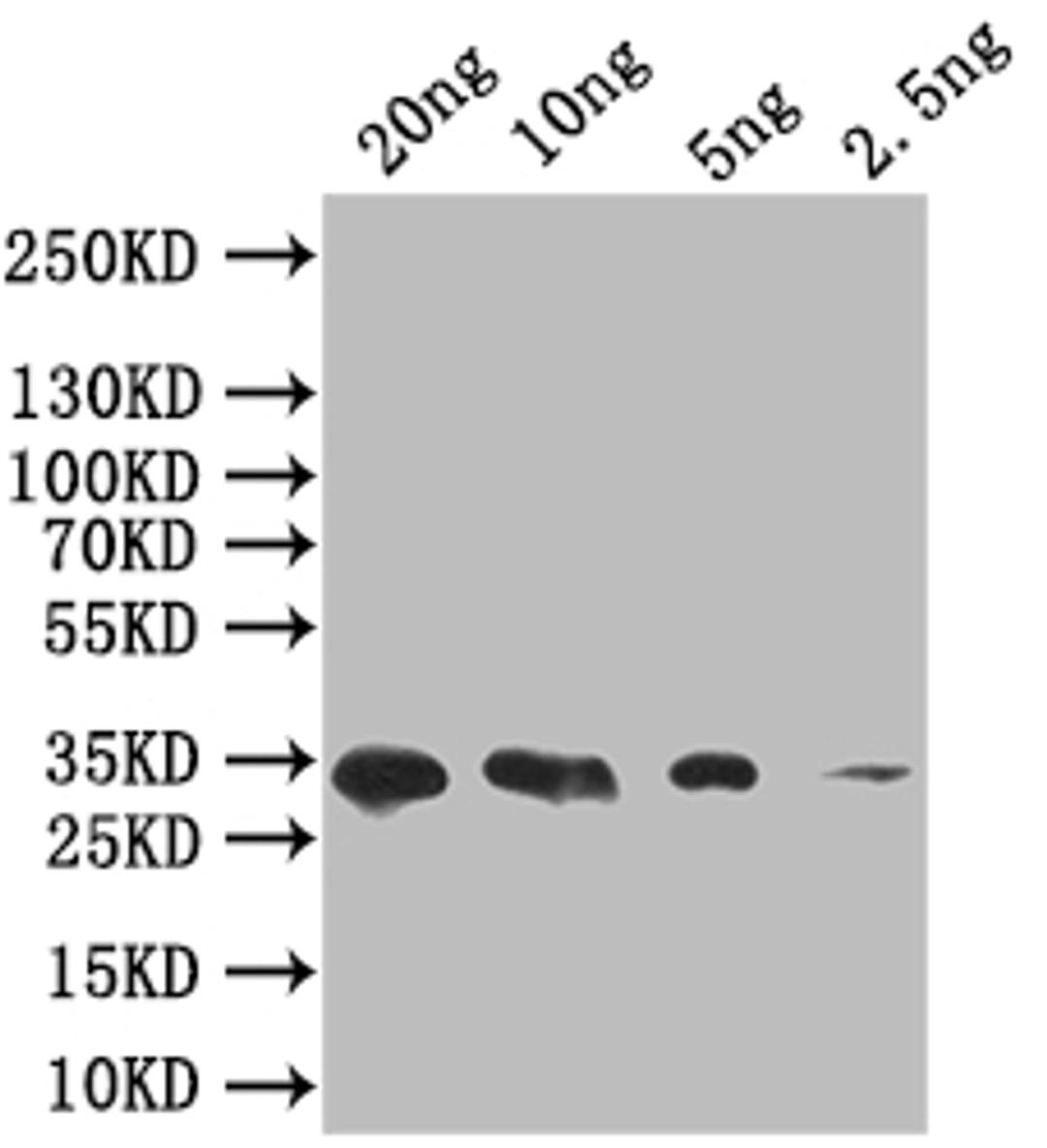 Western Blot. Positive WB detected in: recombinant protein. All lanes: SIGF Antibody at 1:1000. Secondary. Goat polyclonal to rabbit IgG at 1/50000 dilution. Predicted band size: 34 kDa. Observed band size: 34 kDa. 