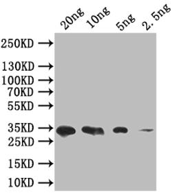 Western Blot. Positive WB detected in: recombinant protein. All lanes: SIGF Antibody at 1:1000. Secondary. Goat polyclonal to rabbit IgG at 1/50000 dilution. Predicted band size: 34 kDa. Observed band size: 34 kDa. 