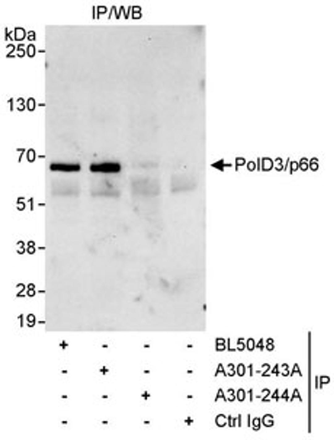 Detection of human PolD3/p66 by western blot of immunoprecipitates.