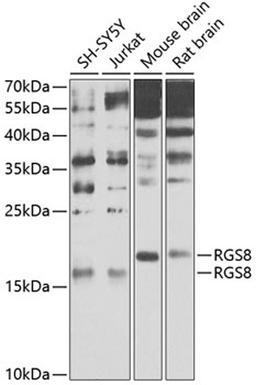 Western blot - RGS8 antibody (A9987)