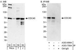 Detection of human CDC40 by western blot and immunoprecipitation.