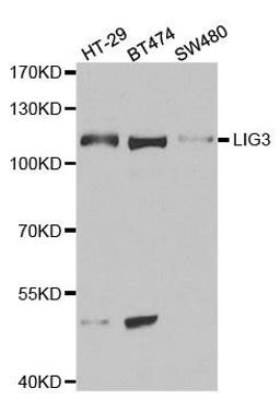 Western blot analysis of extracts of various cell lines using LIG3 antibody