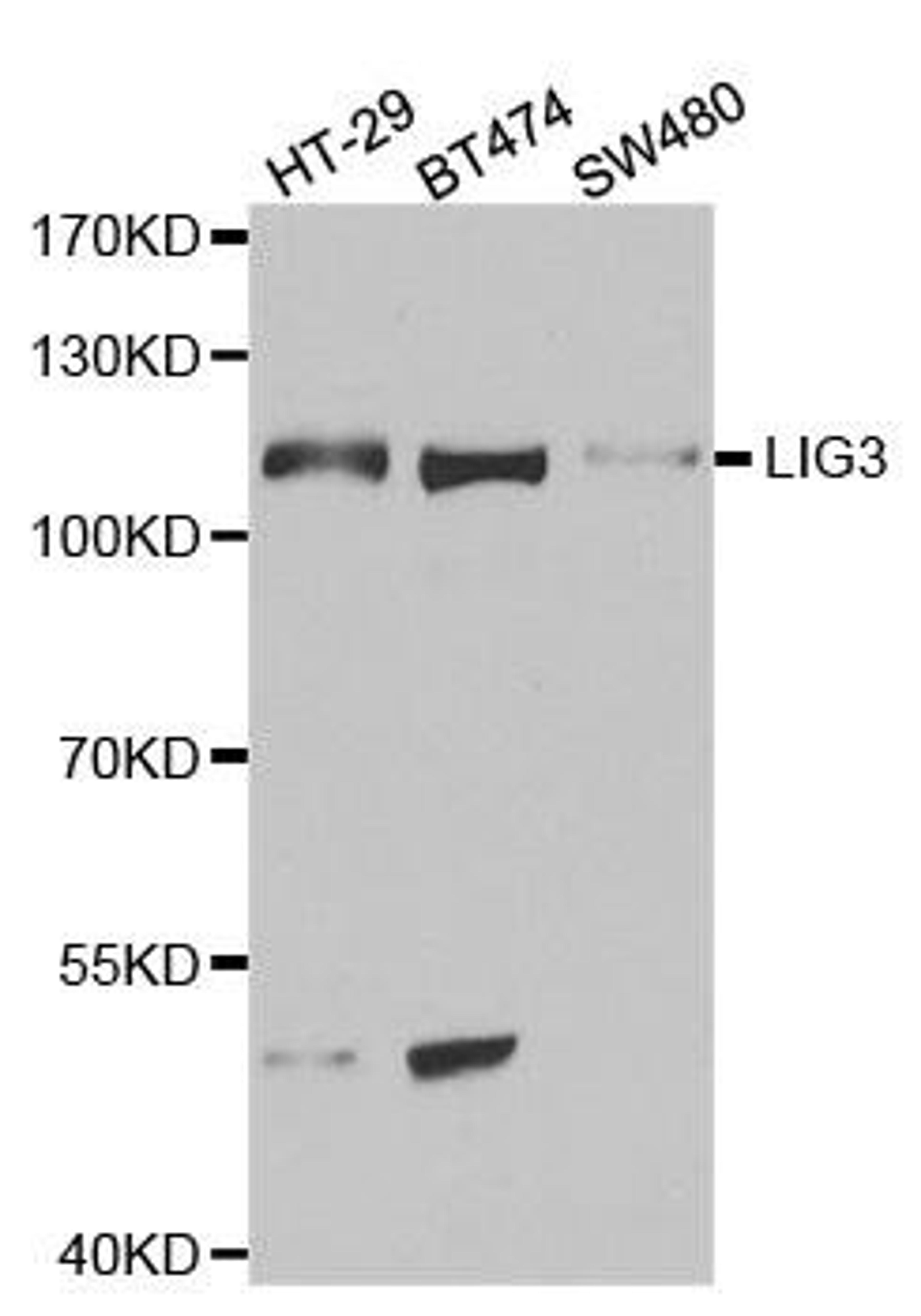 Western blot analysis of extracts of various cell lines using LIG3 antibody