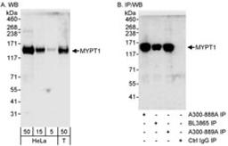 Detection of human MYPT1 by western blot and immunoprecipitation.