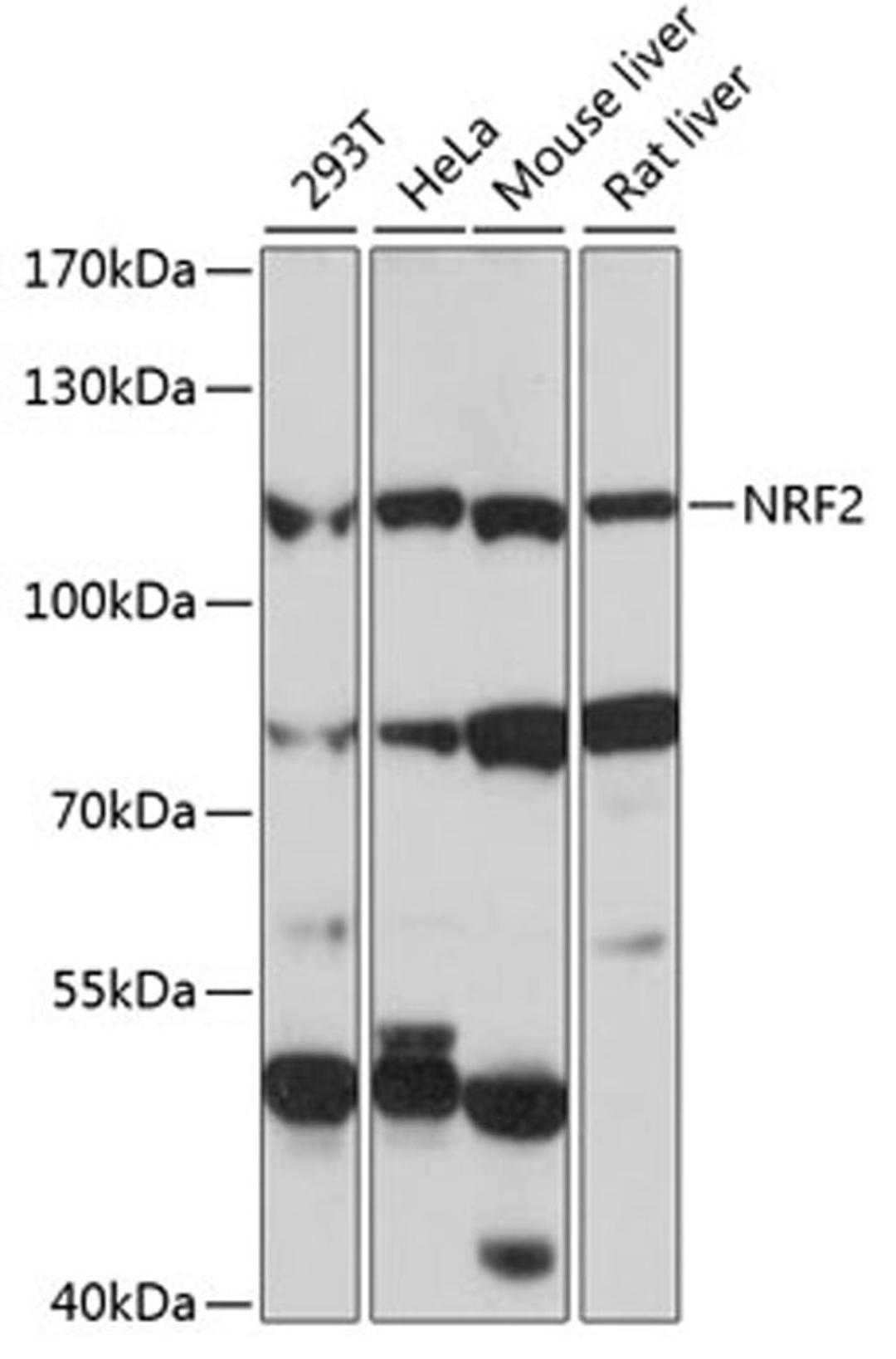 Western blot - NRF2 antibody (A0674)