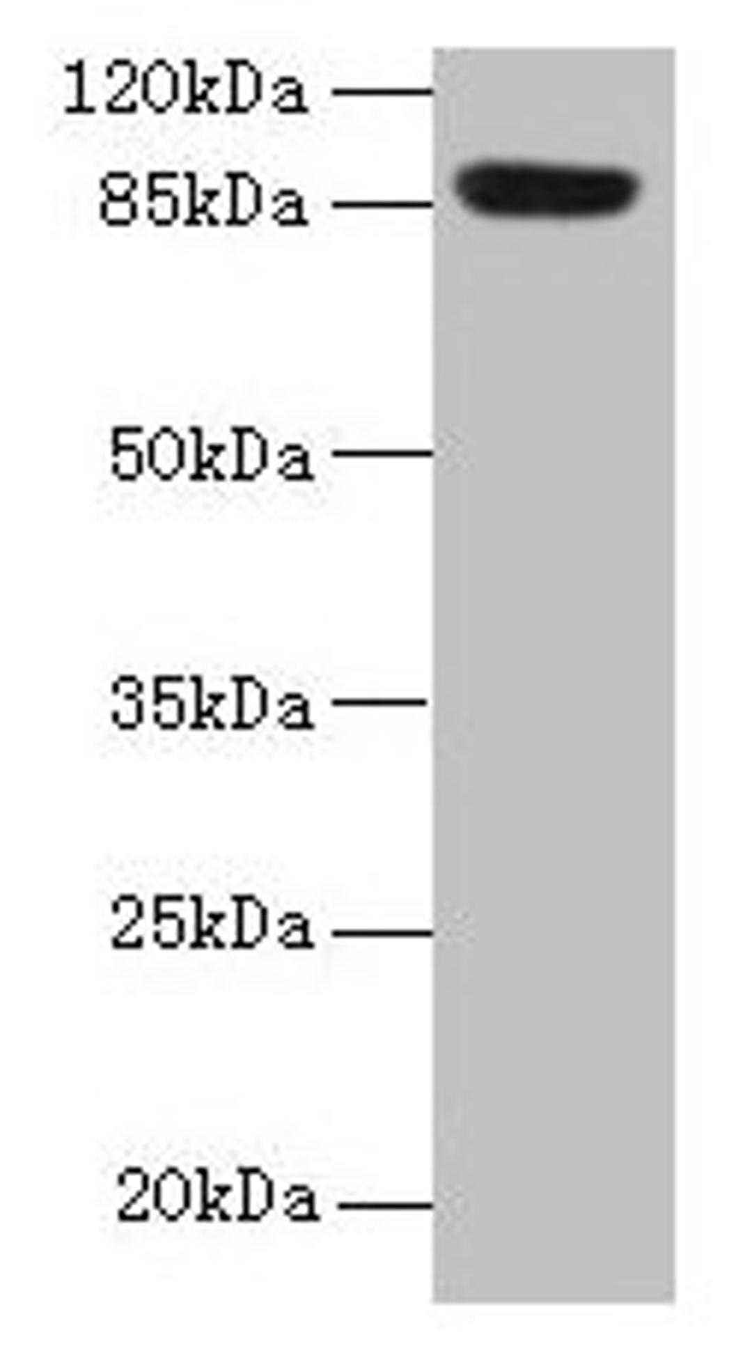 Western blot. All lanes: PASD1 antibody at 4µg/ml + A549 whole cell lysate. Secondary. Goat polyclonal to rabbit IgG at 1/10000 dilution. Predicted band size: 88, 73 kDa. Observed band size: 88 kDa