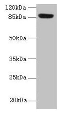 Western blot. All lanes: PASD1 antibody at 4µg/ml + A549 whole cell lysate. Secondary. Goat polyclonal to rabbit IgG at 1/10000 dilution. Predicted band size: 88, 73 kDa. Observed band size: 88 kDa