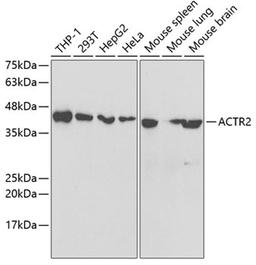 Western blot - ACTR2 antibody (A5734)