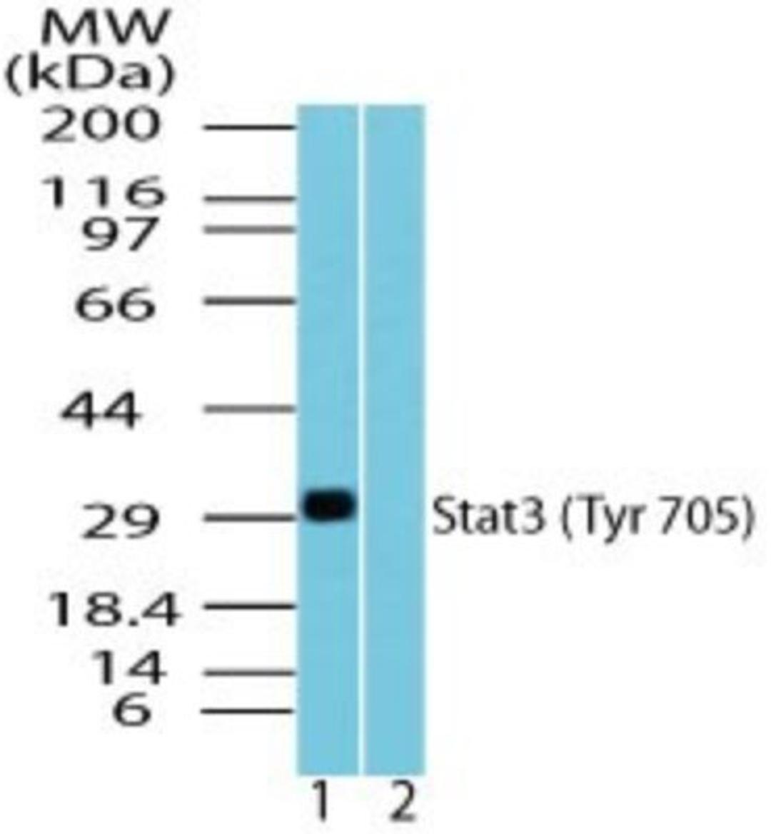 Western Blot: STAT3 [p Tyr705] Antibody [NBP2-24463] - Analysis of STAT3 (Tyr705) in recombinant fusion protein containing 1) a phosphorylated tyrosine at position 705 and 2) an unphosphorylated tyrosine at position 705, using STAT3 phospho antibody at 0.1 ug/ml. Goat anti-rabbit Ig HRP secondary antibody and PicoTect ECL substrate solution were used for this test.