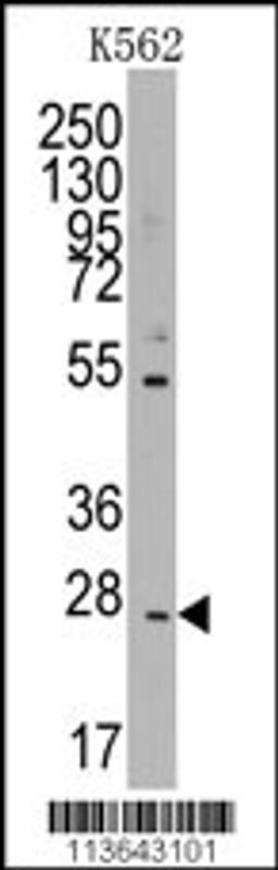 Western blot analysis of anti-CD8B1 Pab in K562 cell line lysates (35ug/lane).