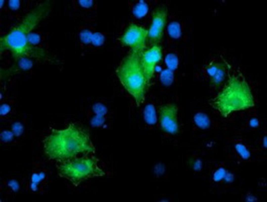 Immunocytochemistry/Immunofluorescence: PTPN7 Antibody (3B10) [NBP2-01340] - Staining of COS7 cells transiently transfected by pCMV6-ENTRY PTPN7.