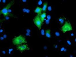 Immunocytochemistry/Immunofluorescence: PTPN7 Antibody (3B10) [NBP2-01340] - Staining of COS7 cells transiently transfected by pCMV6-ENTRY PTPN7.