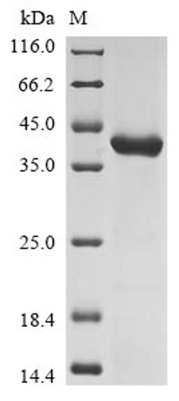 (Tris-Glycine gel) Discontinuous SDS-PAGE (reduced) with 5% enrichment gel and 15% separation gel.