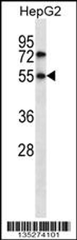 Western blot analysis in HepG2 cell line lysates (35ug/lane).