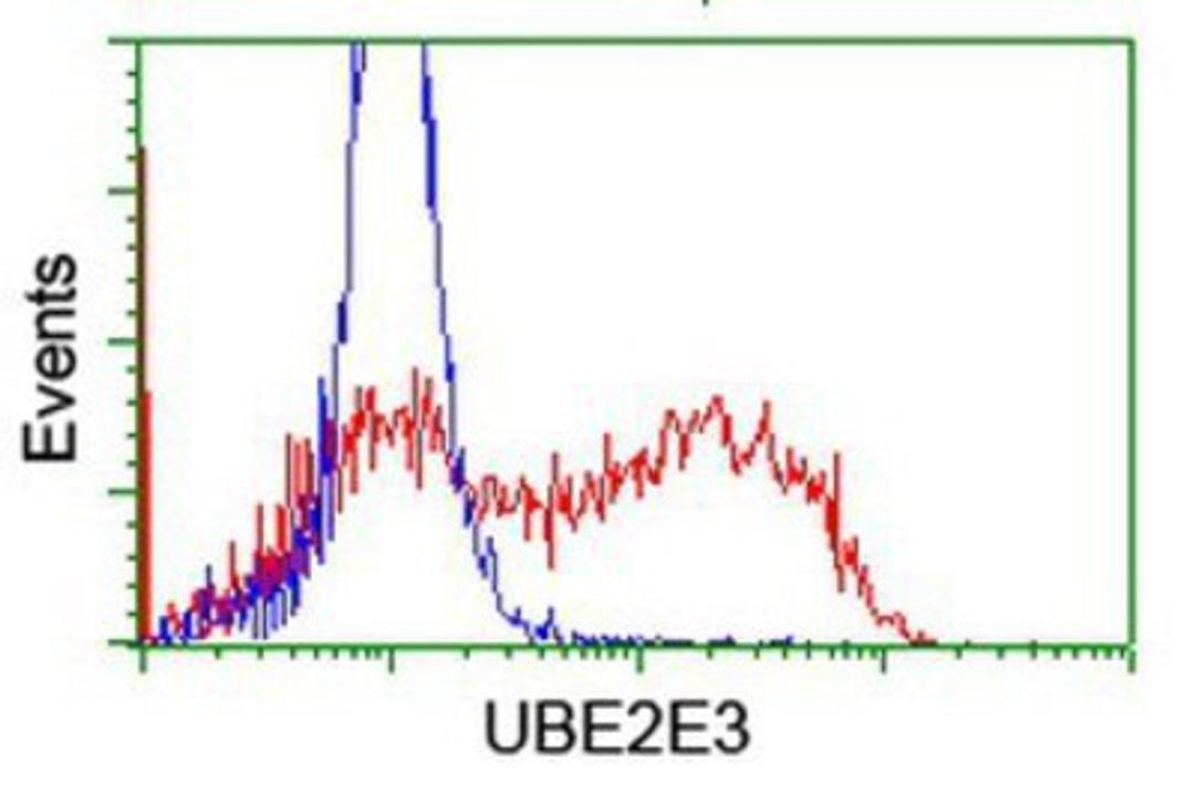 Flow Cytometry: UBE2E3 Antibody (7E8) [NBP2-03819] - HEK293T cells transfected with either overexpression plasmid (Red) or empty vector control plasmid (Blue) were immunostained by anti-UBE2E3 antibody, and then analyzed by flow cytometry.