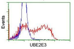 Flow Cytometry: UBE2E3 Antibody (7E8) [NBP2-03819] - HEK293T cells transfected with either overexpression plasmid (Red) or empty vector control plasmid (Blue) were immunostained by anti-UBE2E3 antibody, and then analyzed by flow cytometry.