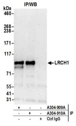 Detection of human LRCH1 by western blot of immunoprecipitates.